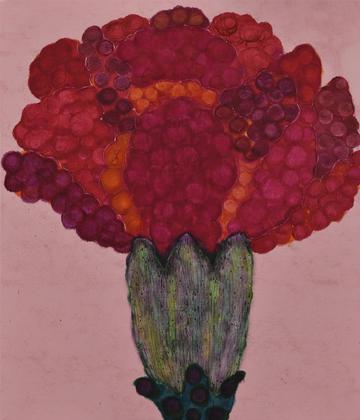 Carnation